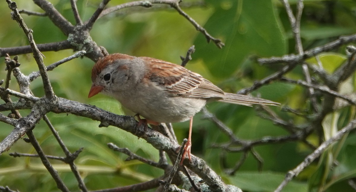 Field Sparrow - ML589692731