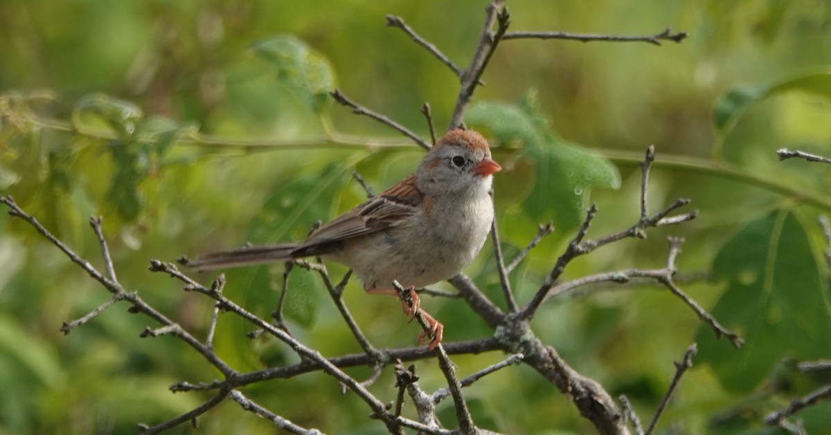 Field Sparrow - ML589692741