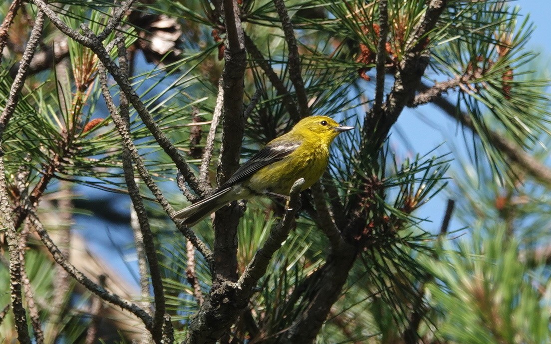 Pine Warbler - ML589692841