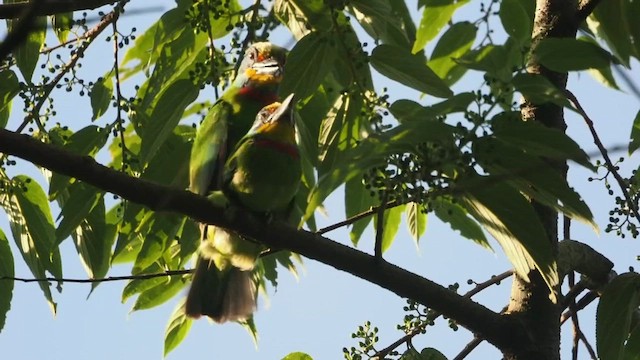 Taiwanbartvogel - ML589693011