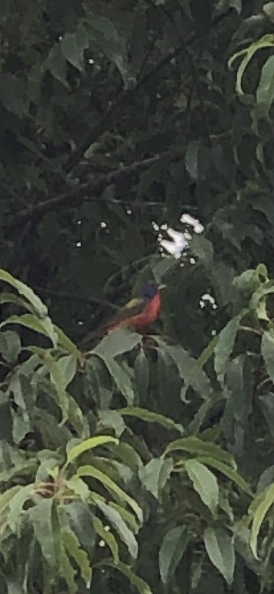 Painted Bunting - ML589693241