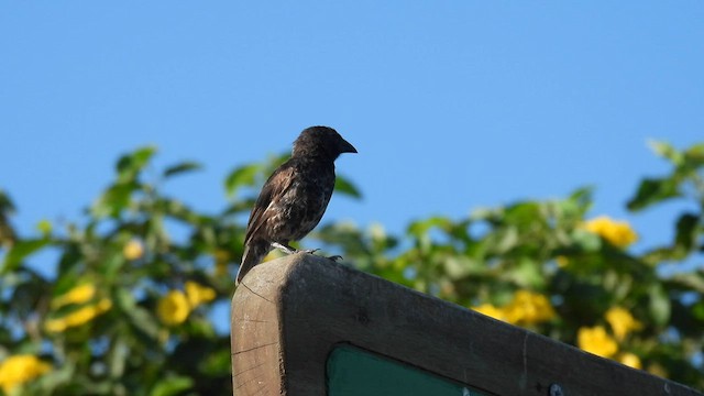 Common Cactus-Finch - ML589693361