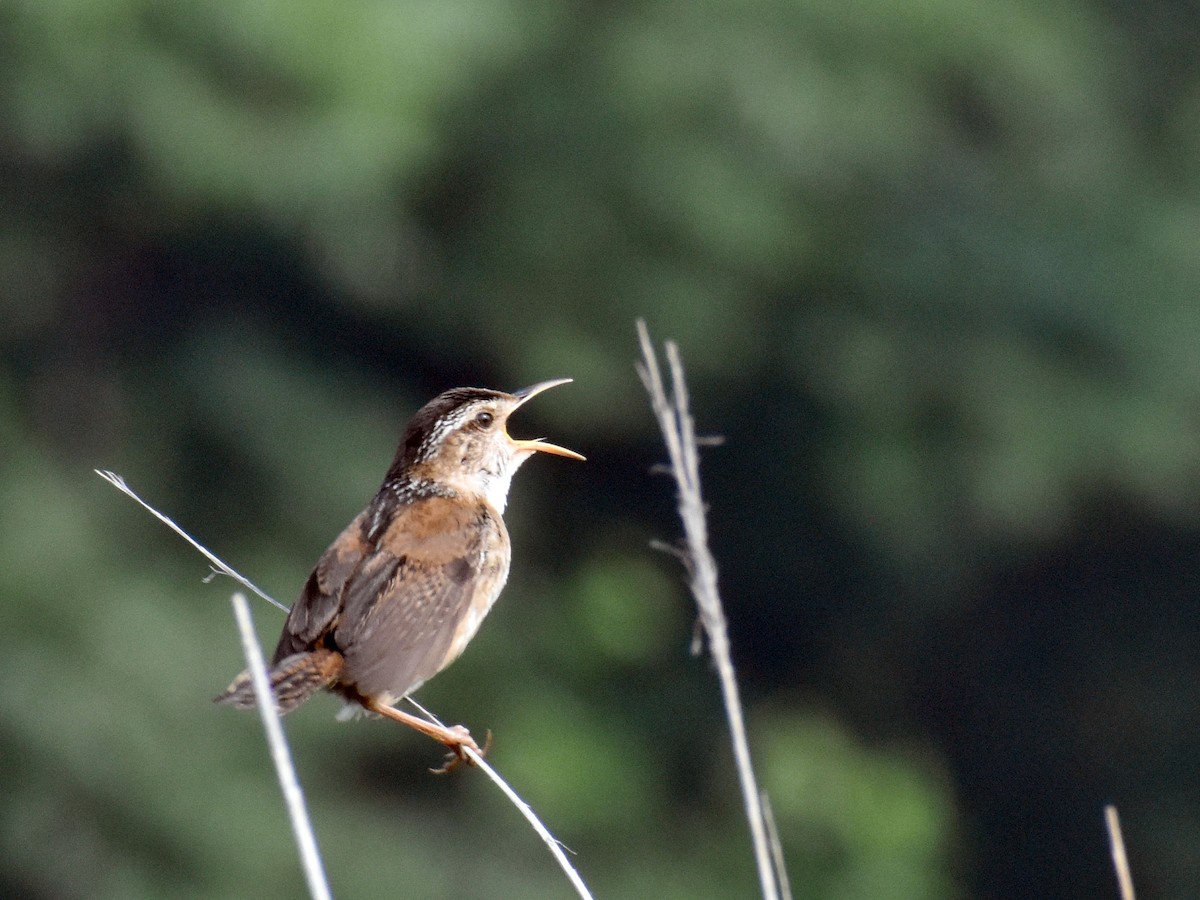 Marsh Wren - ML589693421