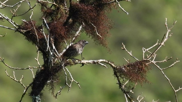 Medium Tree-Finch - ML589693671