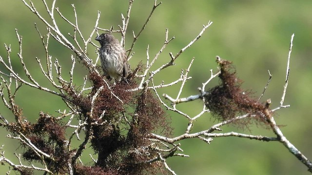 Medium Tree-Finch - ML589693681