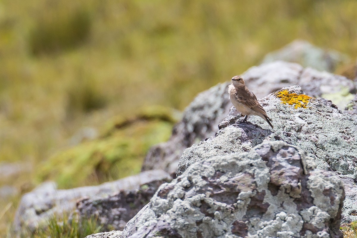 Dark-winged Miner - Anonymous