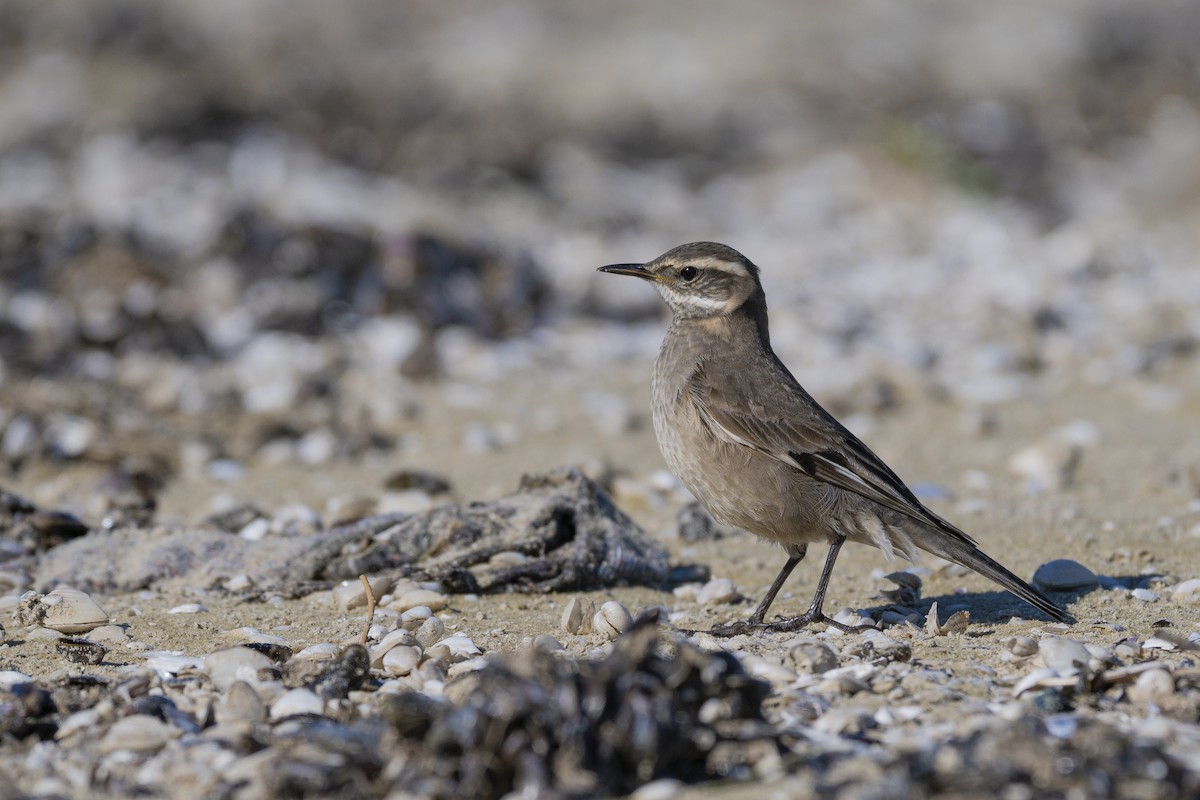 Buff-winged Cinclodes - ML589694141