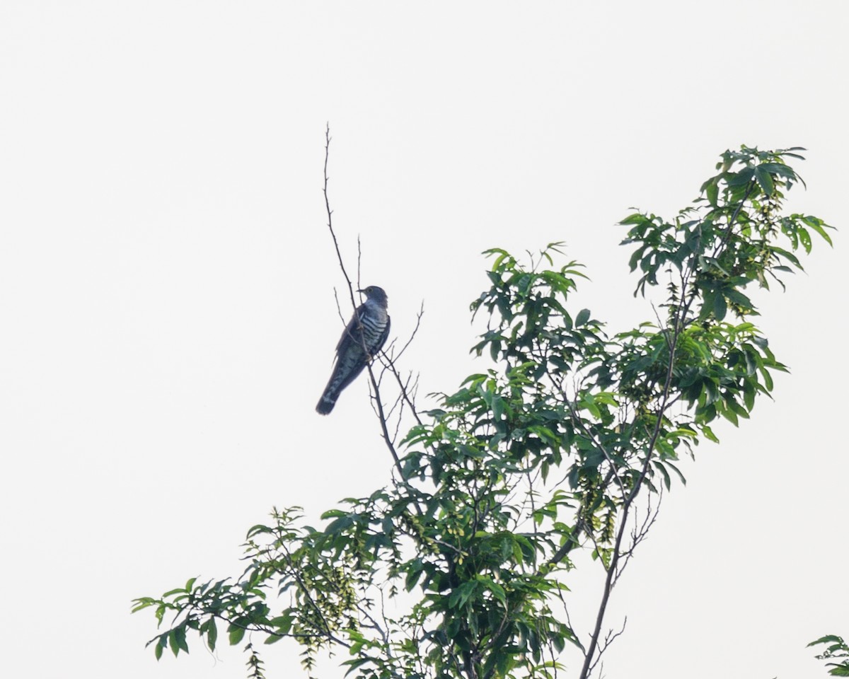 Indian Cuckoo - ML589694191