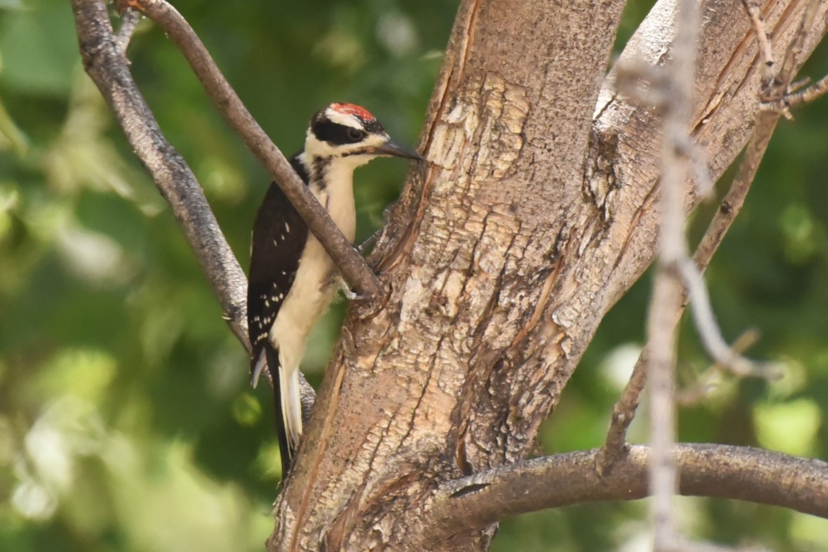 Hairy Woodpecker - Bruce Mast