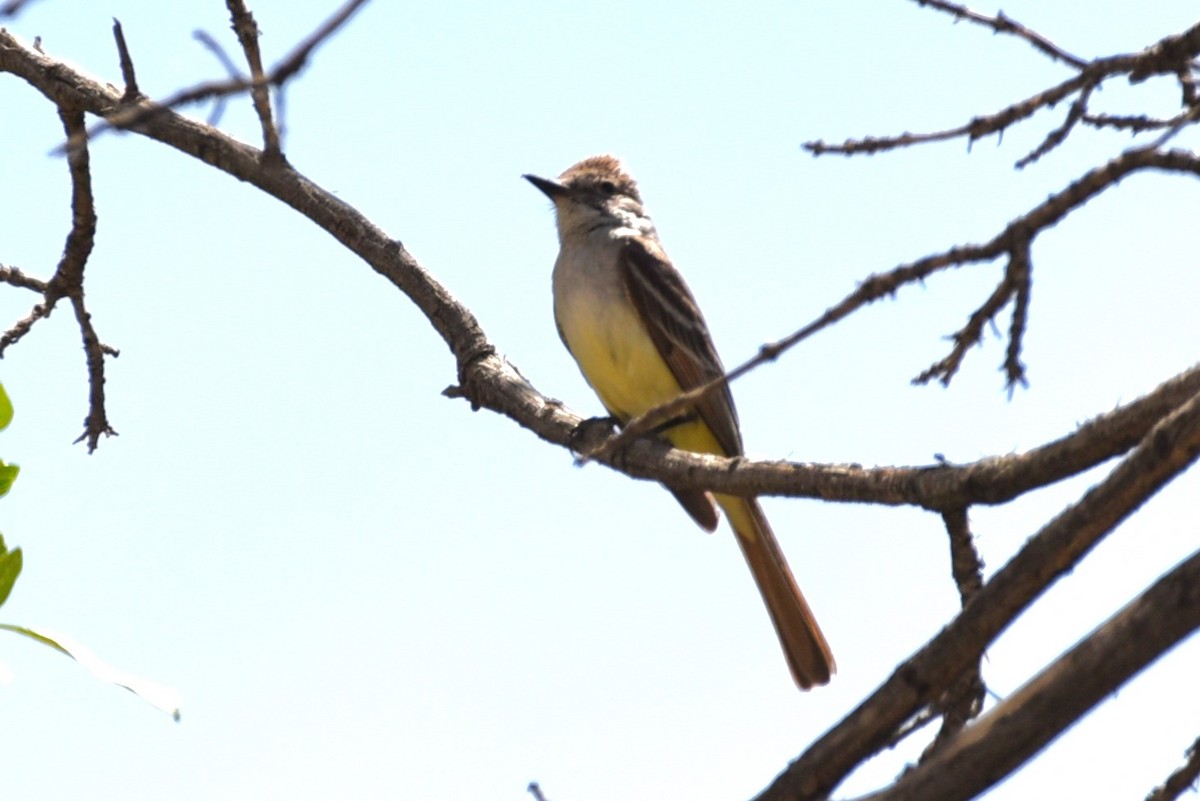 Ash-throated Flycatcher - Bruce Mast