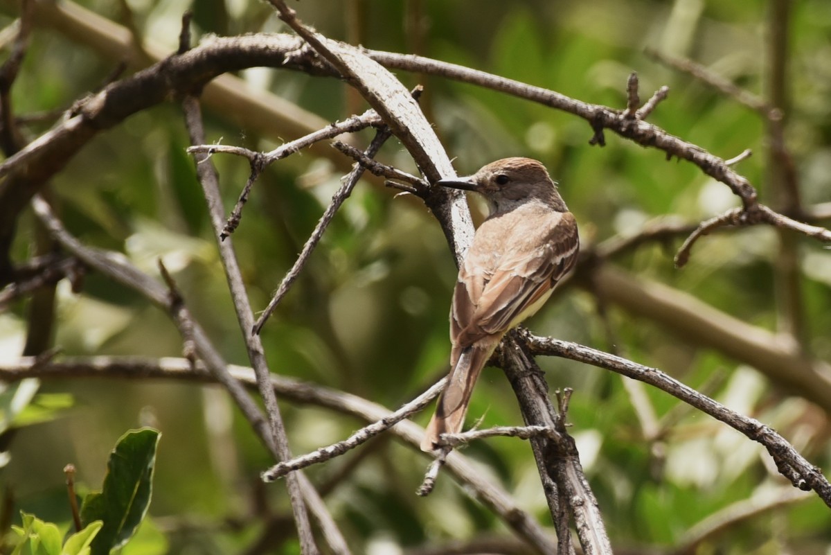 Ash-throated Flycatcher - Bruce Mast