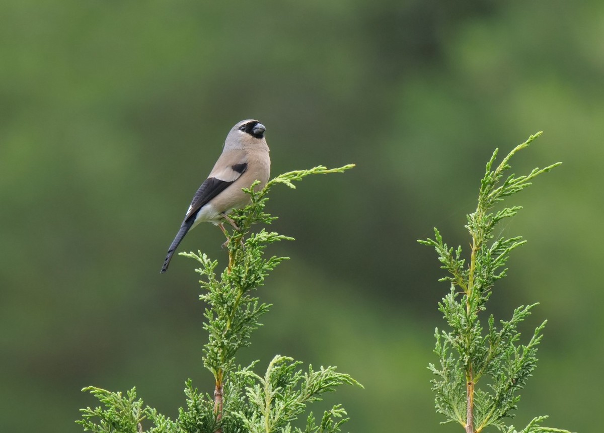 Taiwan Bullfinch - ML589695121