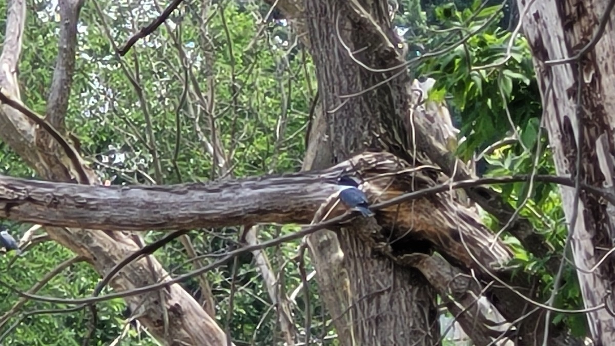 Belted Kingfisher - ML589695251