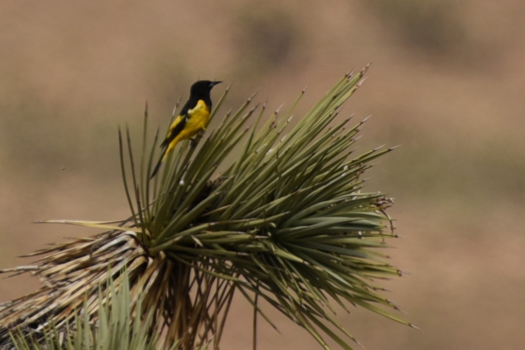 Scott's Oriole - ML589695461