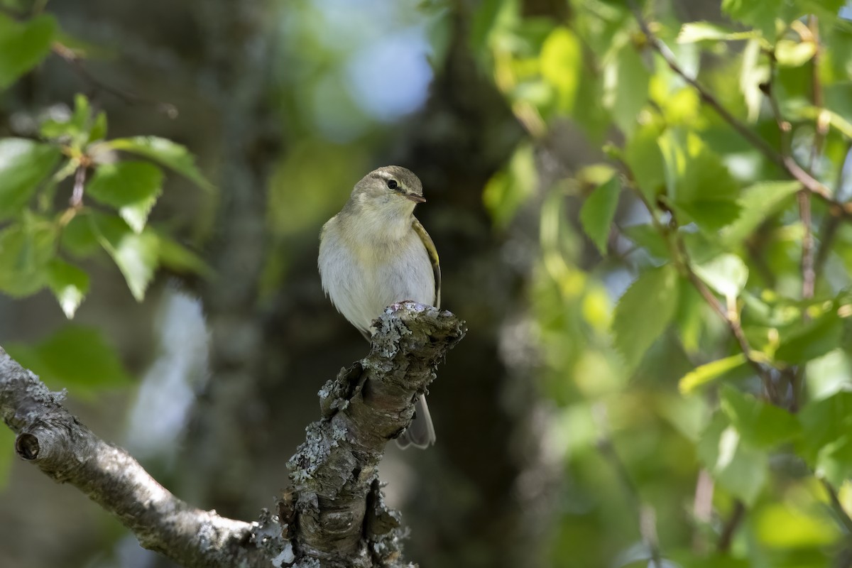 Luì grosso - ML589696391