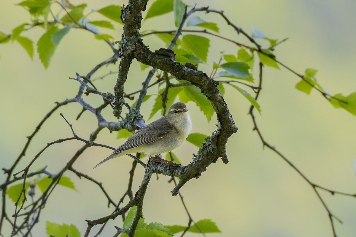 Luì grosso - ML589696401