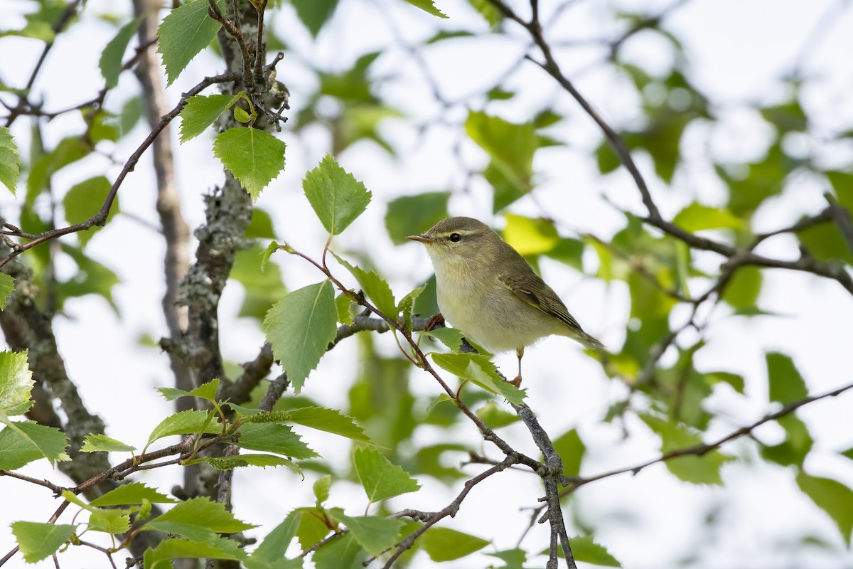 Luì grosso - ML589696411