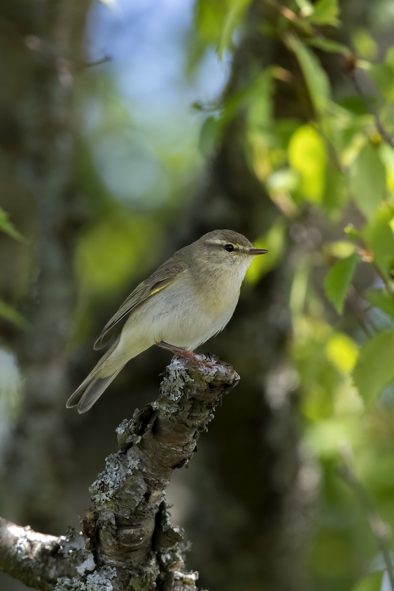 Luì grosso - ML589696421