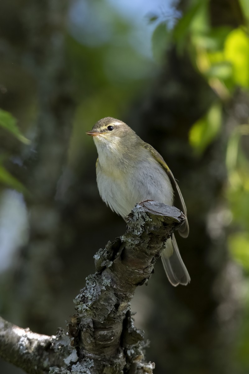 Luì grosso - ML589696431