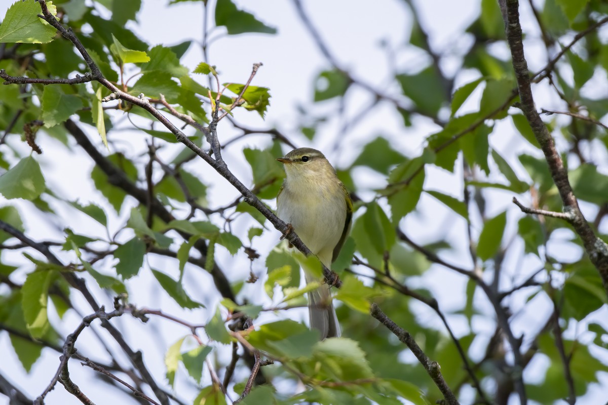 Luì grosso - ML589696441