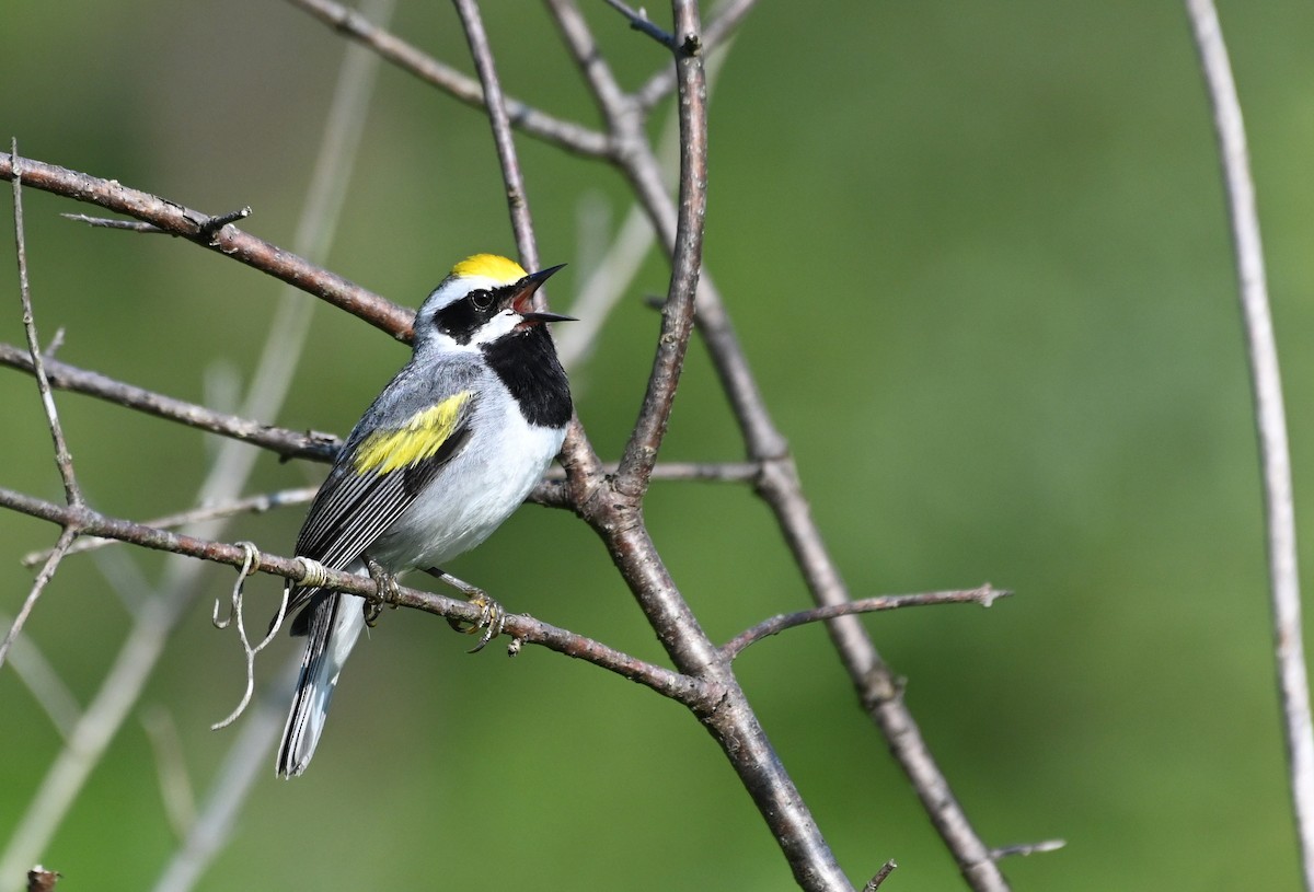 Golden-winged Warbler - Henry Trombley