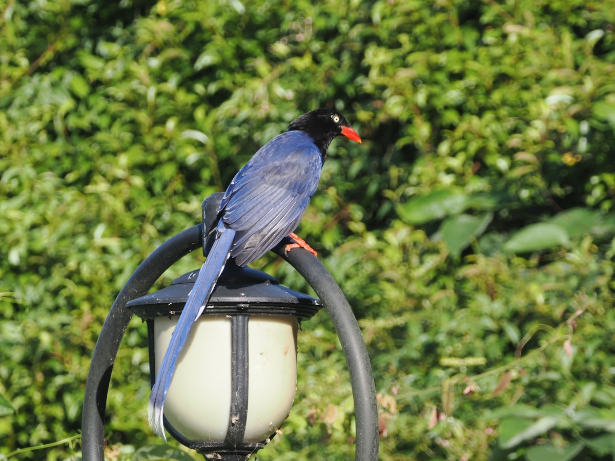 Taiwan Blue-Magpie - ML589698651