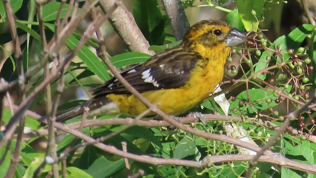 Cardinal à tête jaune - ML589698721