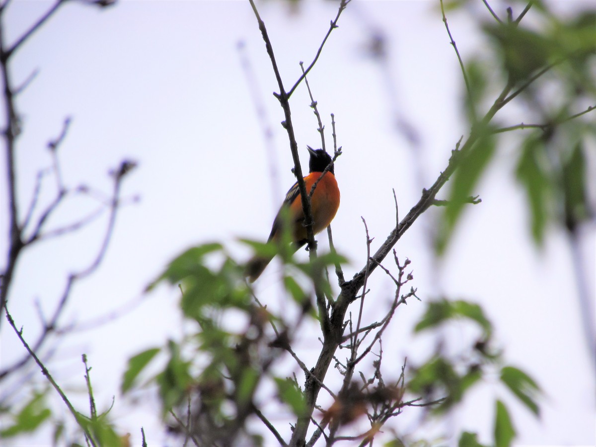 Baltimore Oriole - ML58969961