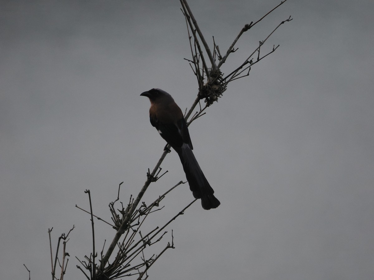 Gray Treepie - ML589699631