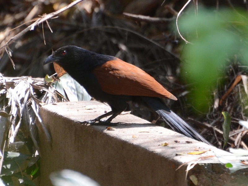Greater Coucal - ML589699821