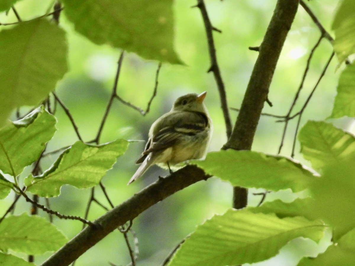 Acadian Flycatcher - Stan Arnold