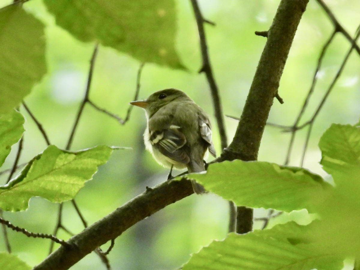 Acadian Flycatcher - Stan Arnold