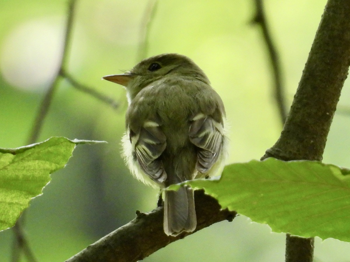 Acadian Flycatcher - Stan Arnold