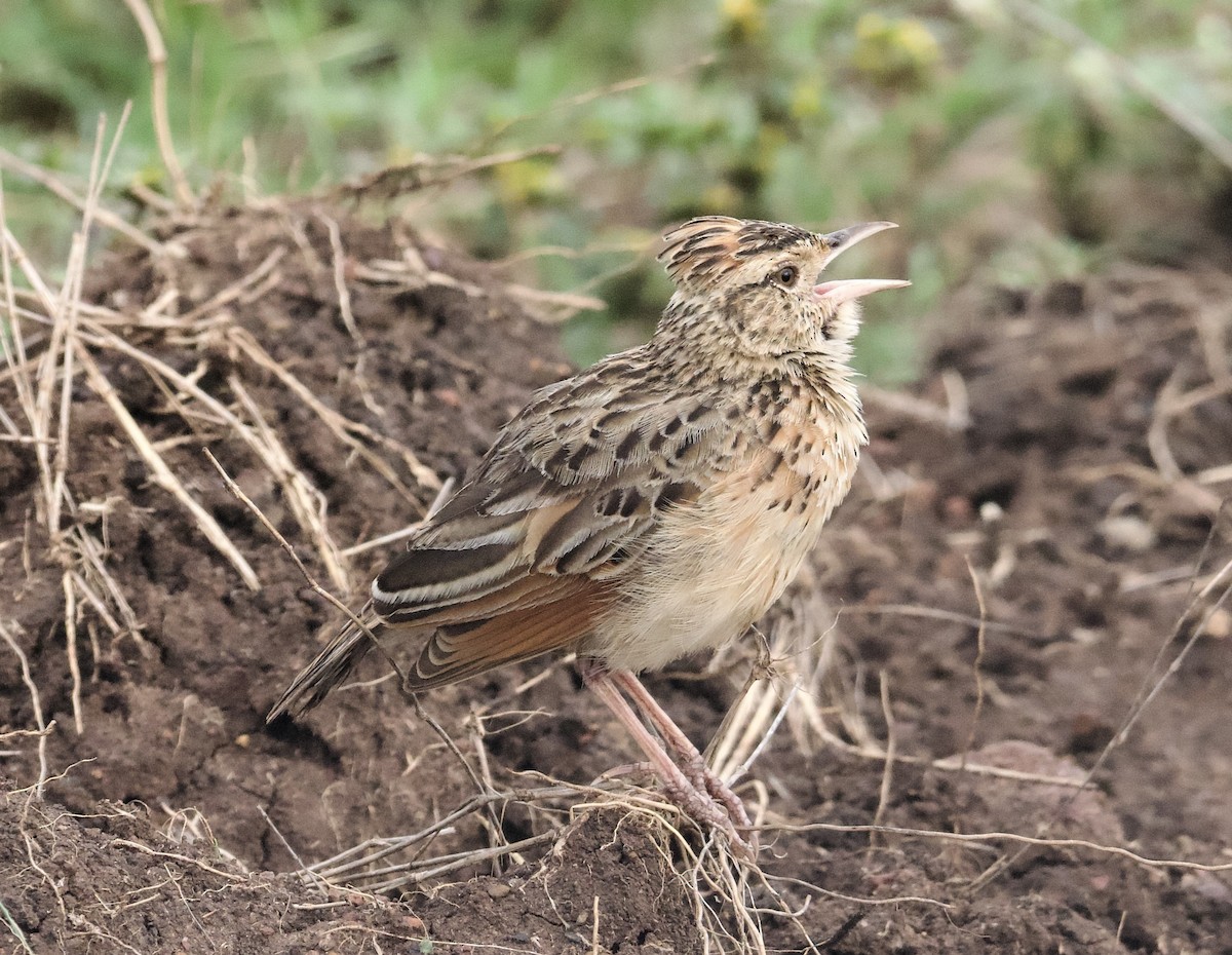 Rufous-naped Lark - ML589700101