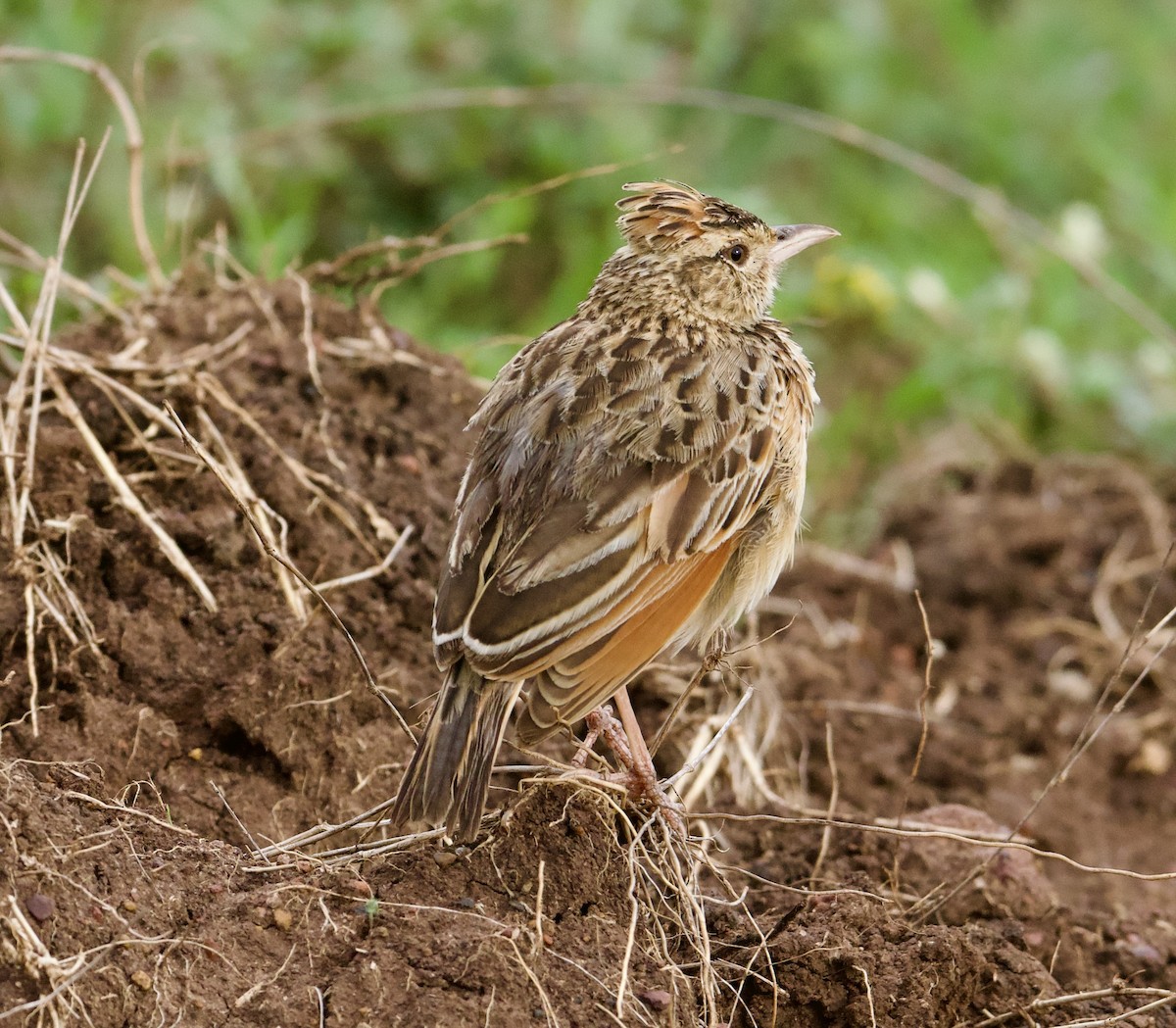 Rufous-naped Lark - ML589700111