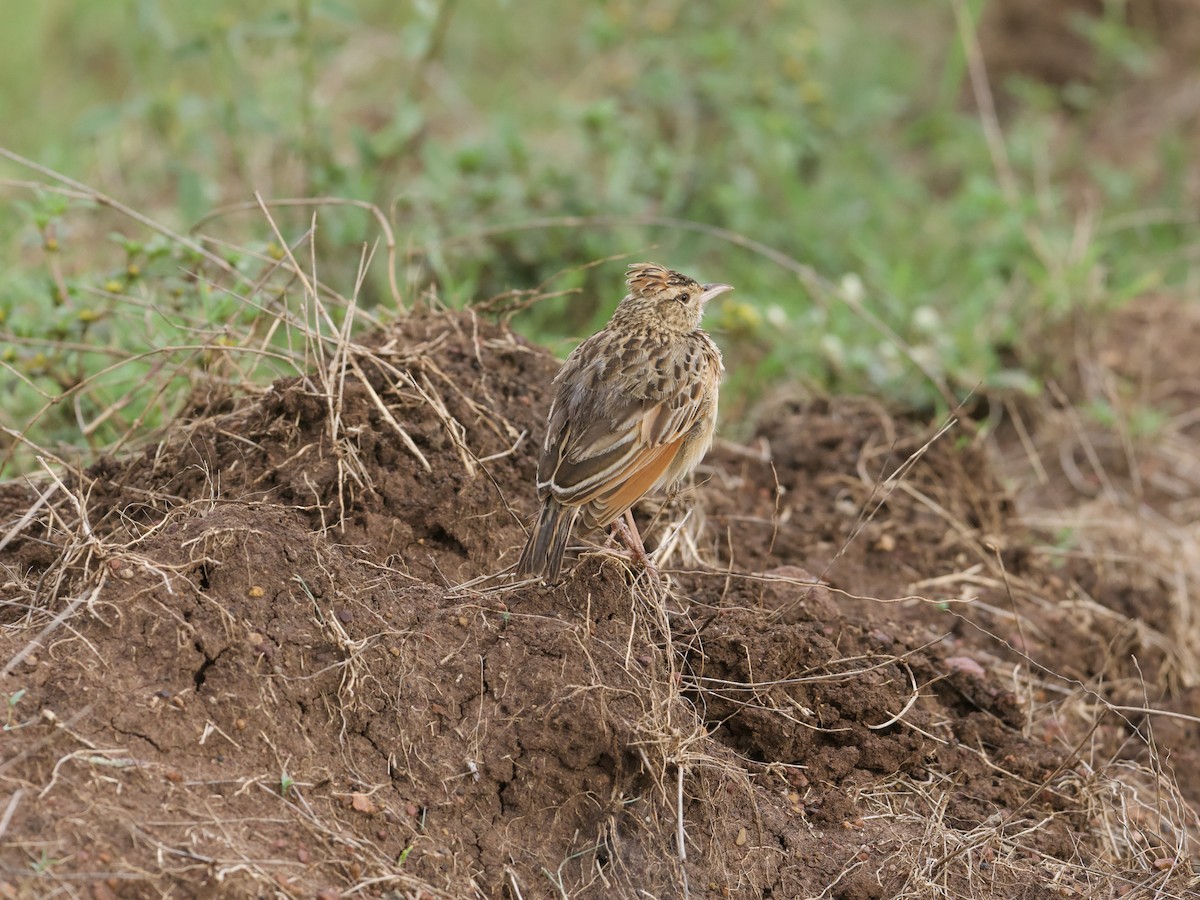 Rufous-naped Lark - ML589700121