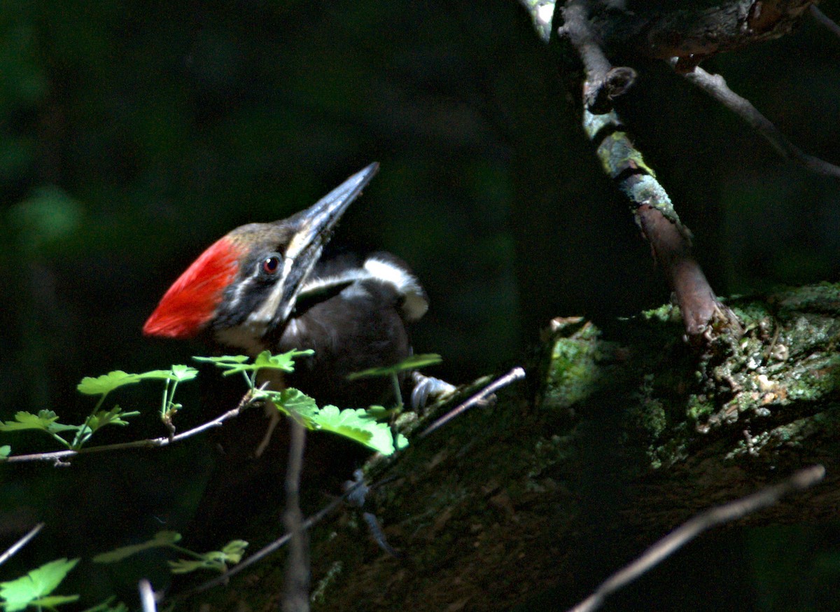 Pileated Woodpecker - ML589700661