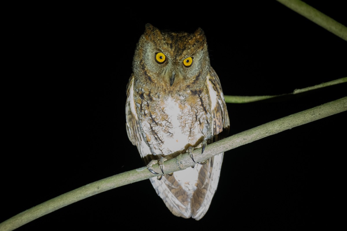 Oriental Scops-Owl - ML589701331