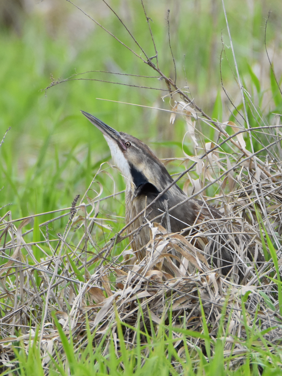 American Bittern - Simon Gauthier