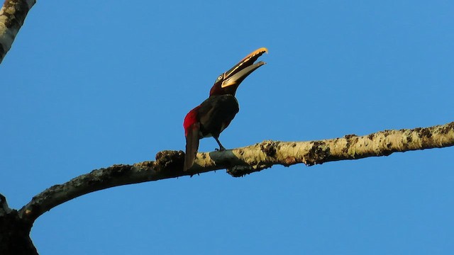 Chestnut-eared Aracari - ML589702431