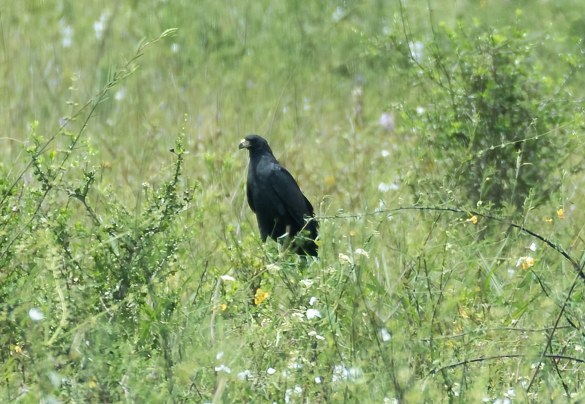 Great Black Hawk - Robert Bochenek