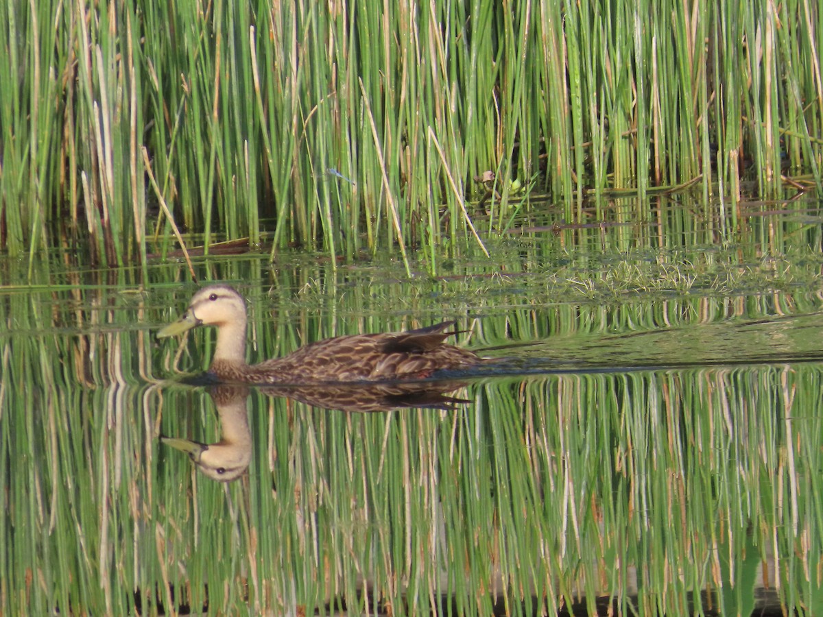 Canard colvert - ML589704041