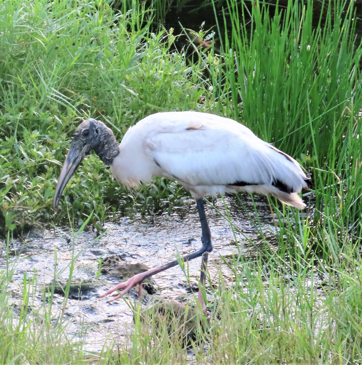 Wood Stork - Beverly Poppke