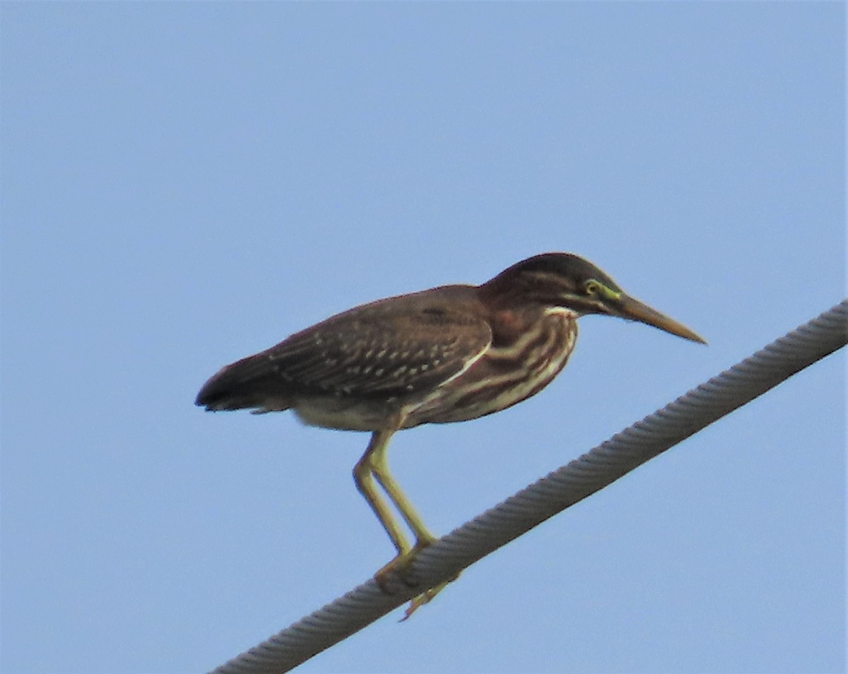 Green Heron - ML589704181