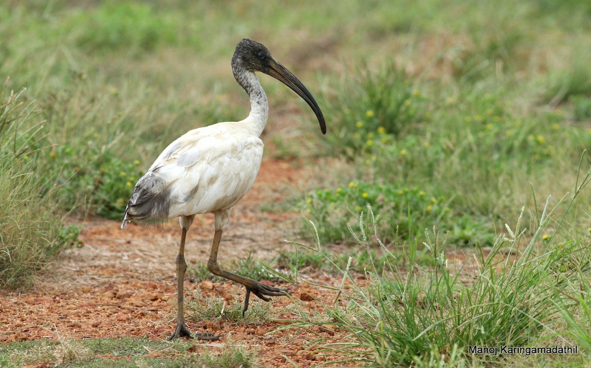 Black-headed Ibis - Manoj Karingamadathil