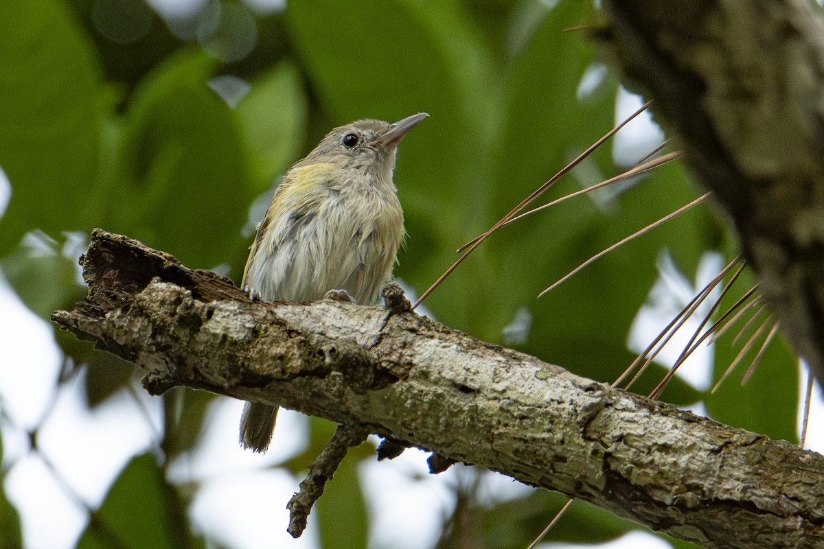 Graukappenvireo (decurtata/darienensis) - ML589705581