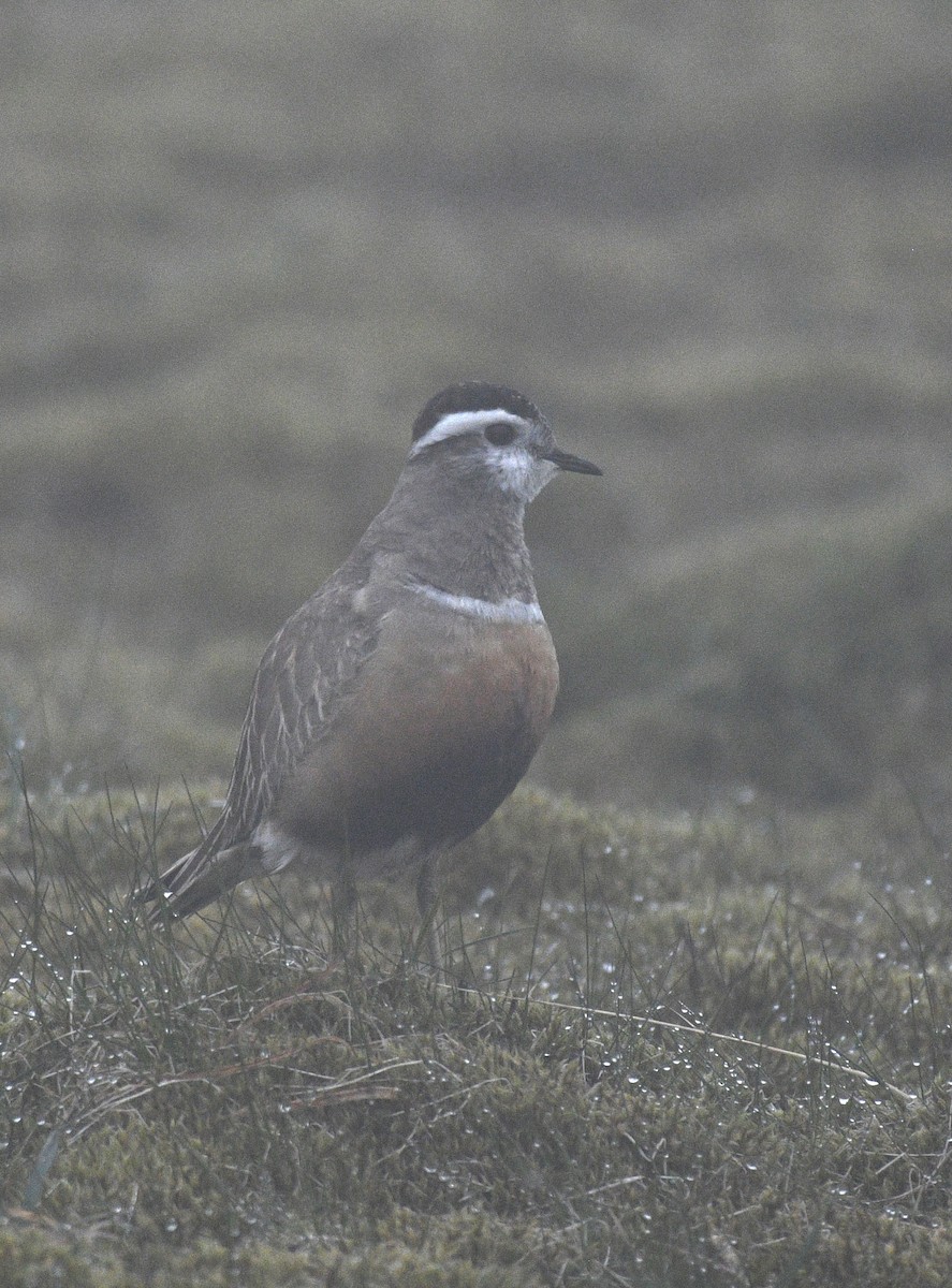 Eurasian Dotterel - Josh Bruening