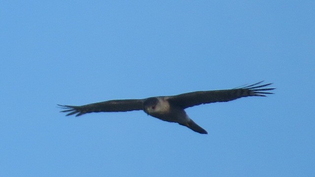 Cooper's Hawk - ML589707211