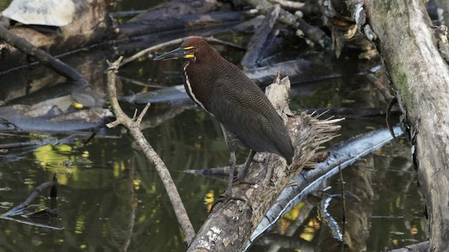 Rufescent Tiger-Heron - ML589707441