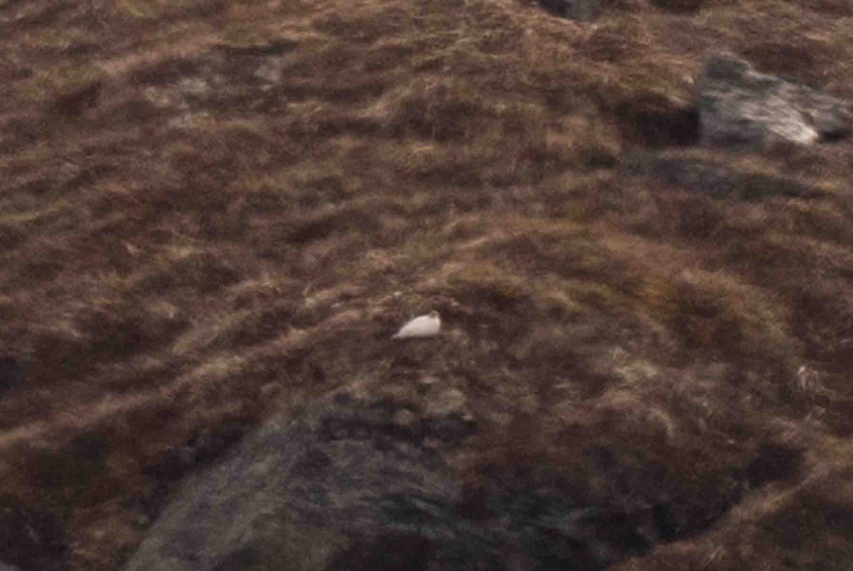 Rock Ptarmigan - Ann Van Sant